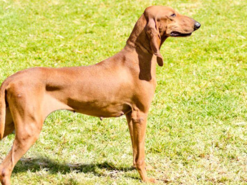 Итальянский сегуджо стоит на траве