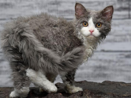 Селкирк-рекс игриво наблюдает