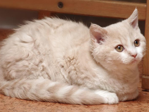 Селкирк-рекс лежит на полу на кухне