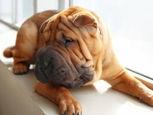 Шарпей лежит в комнате