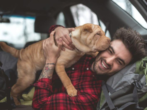 Щенок шарпея в руках хозяина