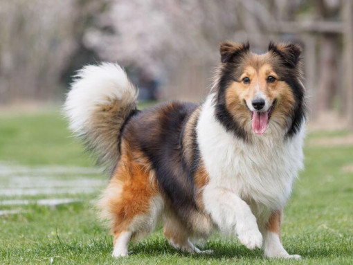 Шелти идет по зеленой траве