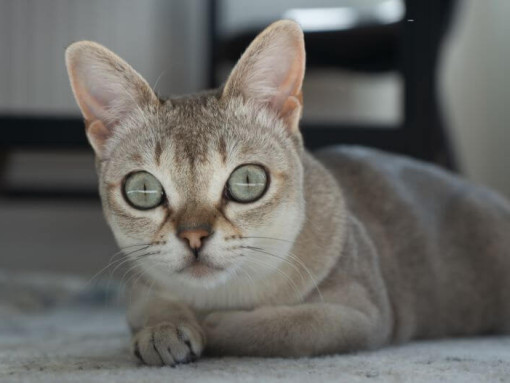 Сингапура лежит на ковре