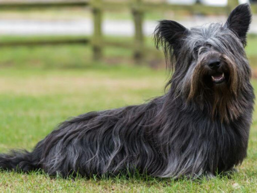 Темно-серый скай-терьер сидит на зеленой траве