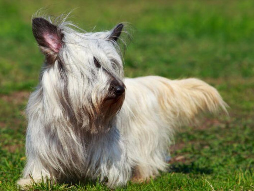 Светлый скай-терьер гуляет по траве