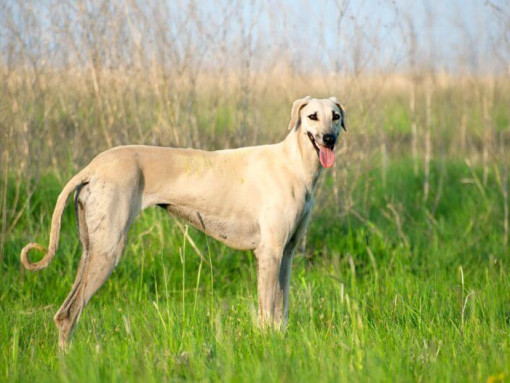 Слюги стоит в поле