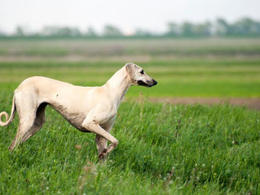 Слюги играет в поле