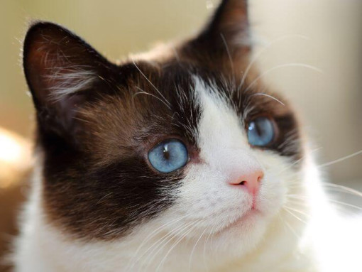 Сноу-шу с голубыми глазами смотрит далеко