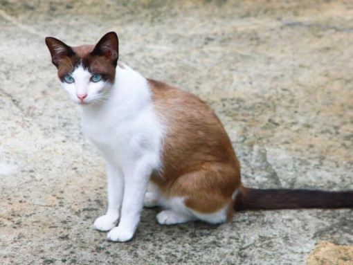 Сноу-шу гуляет по саду