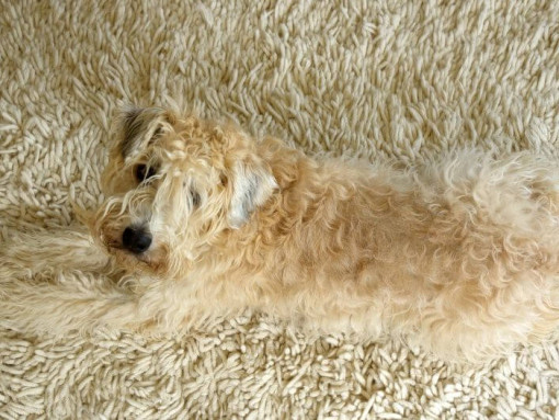 Терьер лежит на ковре