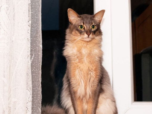 Сомалийская кошка стоит у окна