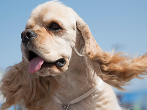 Американский кокер-спаниель с высунутым языком