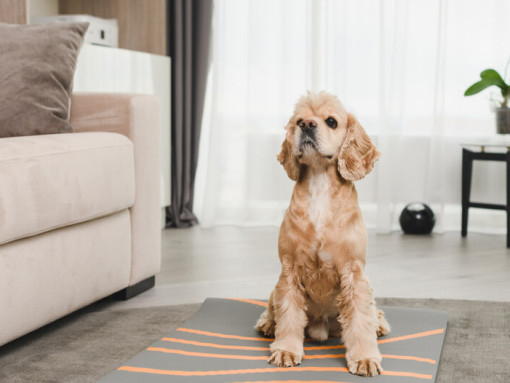 Американский кокер-спаниель сидит на ковре