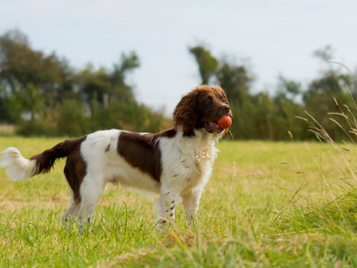 Английский спрингер-спаниель держит мяч