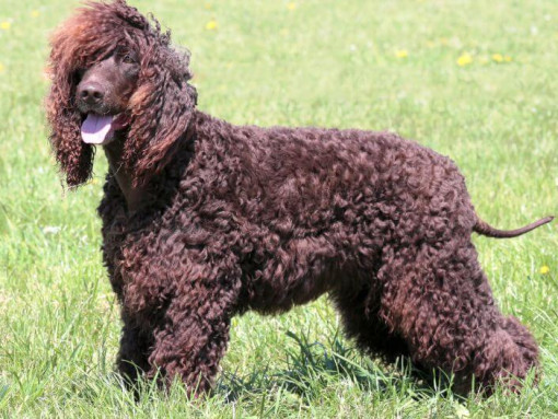 Ирландский водяной спаниель стоит на земле