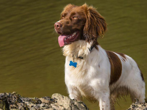 48 / 5 000 Результати перекладу Спаниель (валлийский спрингер) стоит у воды