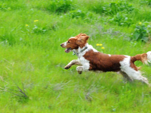 Спаниель (валлийский спрингер) бежит по травяному полю