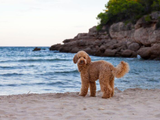 Собака стоит на берегу моря