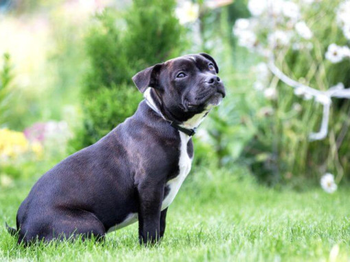 Стаффордширский бультерьер сидит на траве