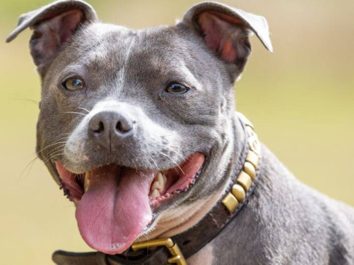 Стаффордширский бультерьер с высунутым языком