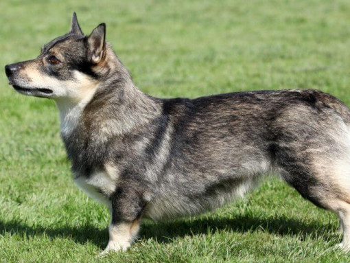 Шведский Вальхунд стоит на траве