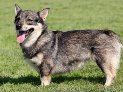 Шведский Вальхунд стоит на траве и улыбается