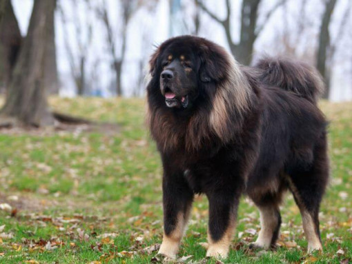 Темный тибетский мастиф в лесу