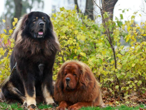 Коричневый и черный тибетские мастифы в парке