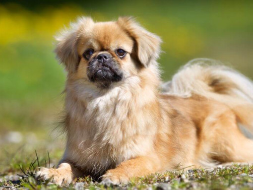 Tibetan Spaniel lying on the grass and and focused on something