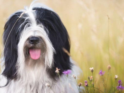 Тибетский терьер играет в поле