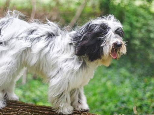 Тибетский терьер играет в лесу