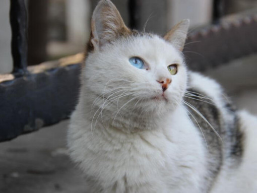 Турецкий ванский кот сидит на балконе