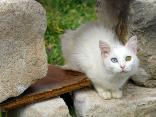 Турецкий ванский кот сидит в саду