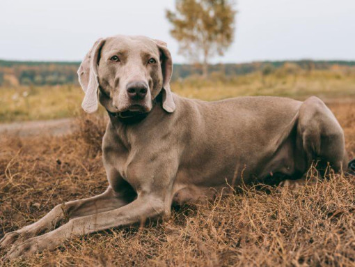 Веймарская легавая