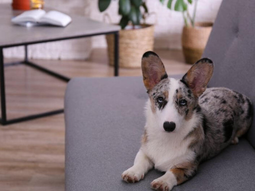 Вельш-корги лежит на диване