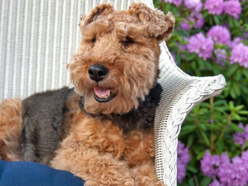 Вельш-терьер лежит на стуле