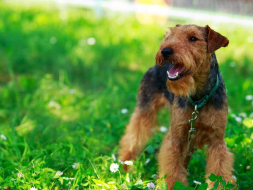 Валлийский терьер стоит на поле с зеленой травой