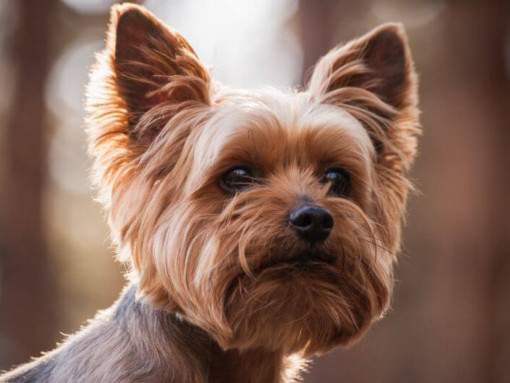 Йоркширский терьер смотрит на вас