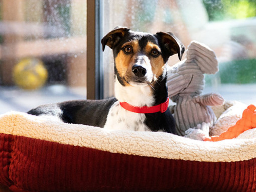 Собака с красным ошейником лежит