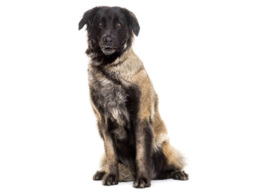 Эштрельская овчарка