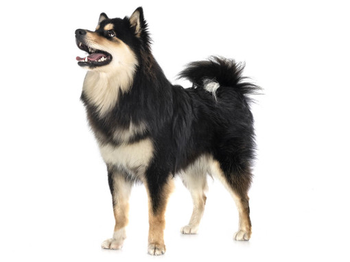 Финский лаппхунд