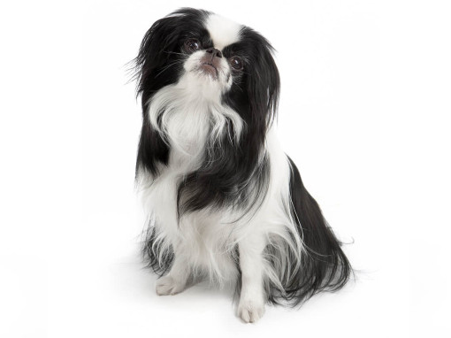 Японский хин