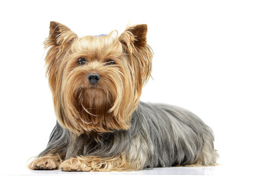 Йоркширский терьер