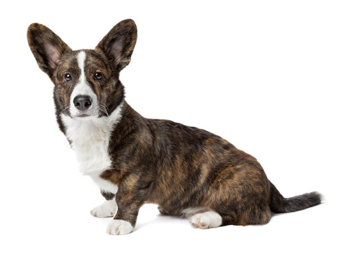 Вельш-корги-кардиган (средне-/длинношерстная)