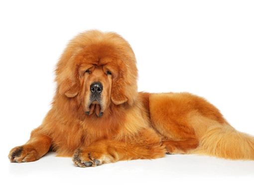 Тибетский мастиф