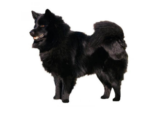 Шведский лаппхунд