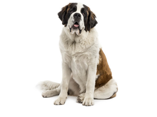 Сенбернар (средне-/длинношерстный)