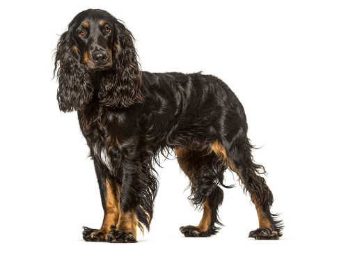 Фильд-спаниель