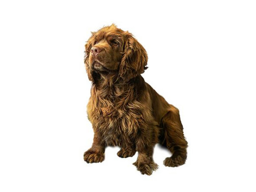 Суссекс-спаниель