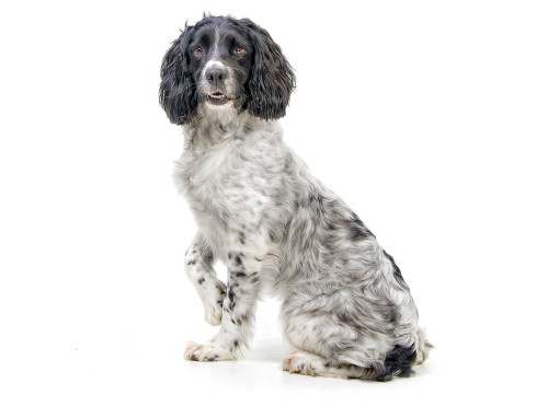 Английский спрингер-спаниель